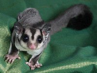 Sugar Glider image