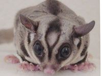 Sugar Glider picture