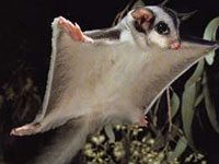 Sugar Glider flying