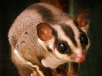 Sugar Glider