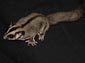 sugar glider wallpaper