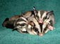 Sugar Glider wallpaper