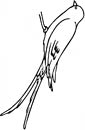 Swallow coloring page