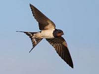 Swallow image