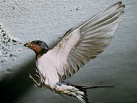 Swallow picture