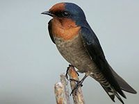 Swallow image