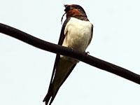 Swallow photo