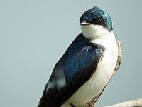 Swallow image