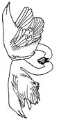 Swan coloring page