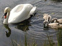 Swan picture