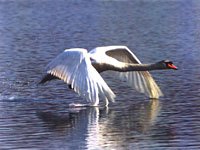 Swan flying above the water