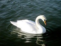 Swan image