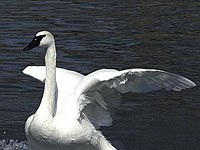 Swan