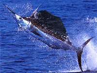 Swordfish image