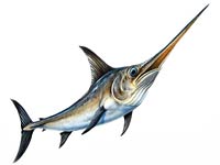 Swordfish image