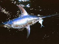 Swordfish photo