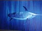swordfish wallpaper
