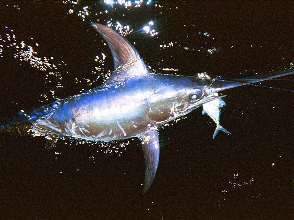 free Swordfish wallpaper wallpapers download