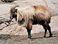 Tahr image