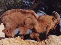 Tahr