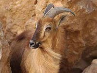 Tahr photo