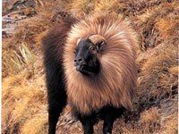 Tahr image