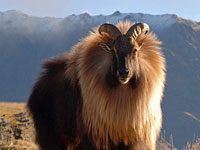 Tahr image