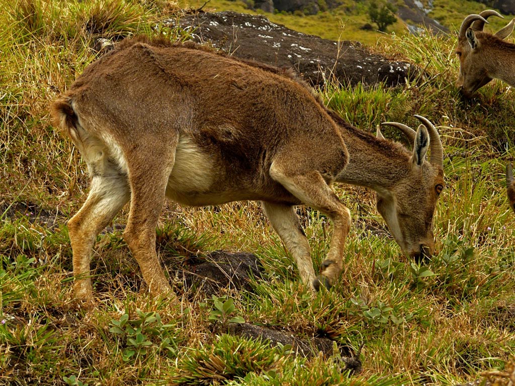 free Tahr wallpaper wallpapers download