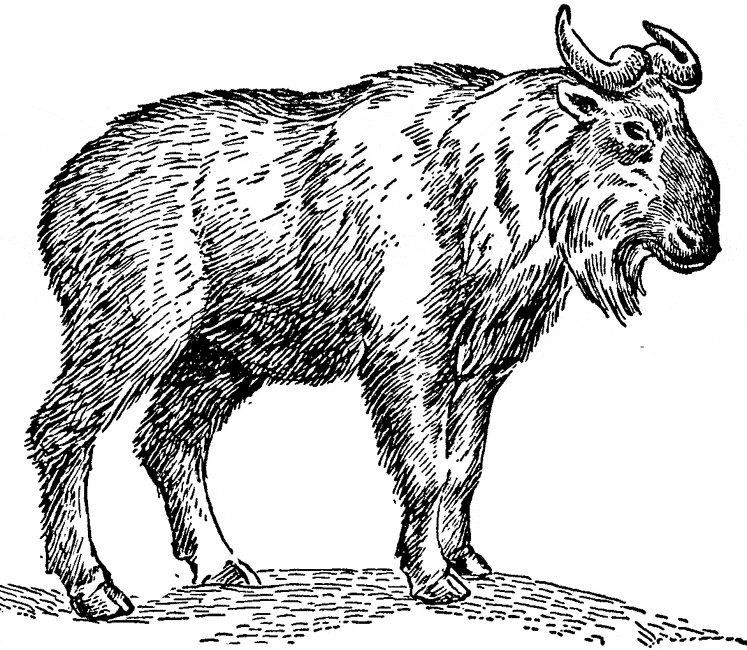 free Takin coloring page