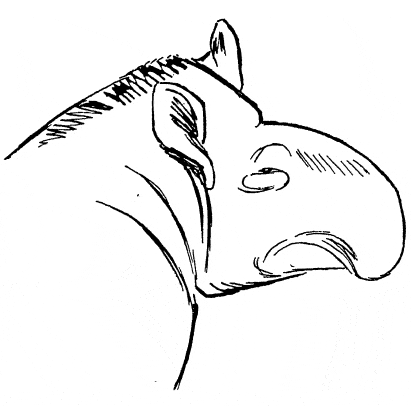 free Tapir coloring page