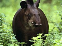 Tapir image