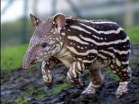 Tapir picture