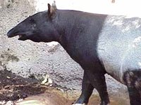 Tapir image