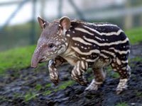 Tapir image