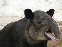 Tapir image