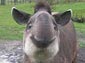 tapir