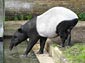 tapir wallpaper free