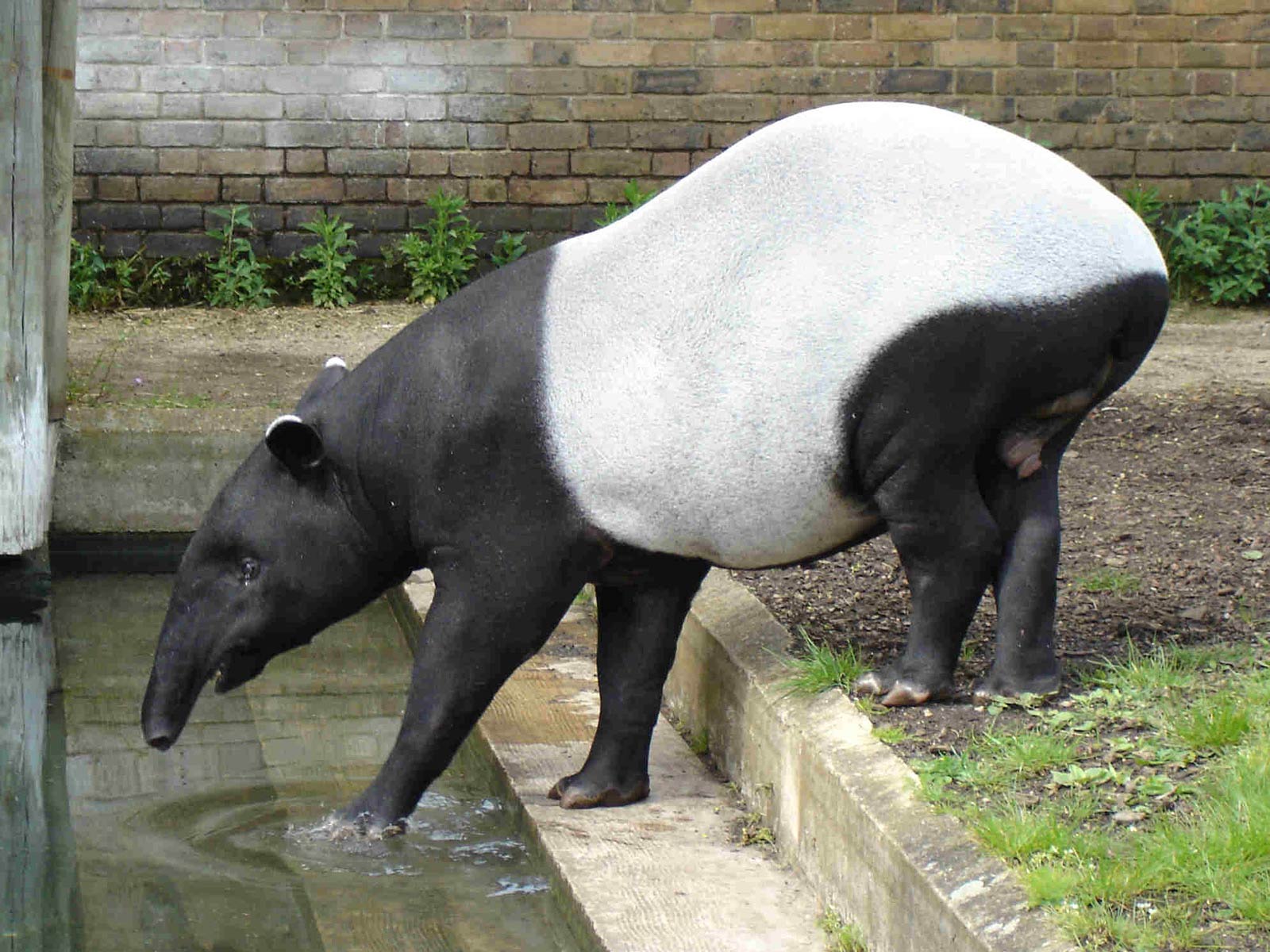 free Tapir wallpaper wallpapers download