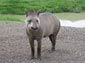 Tapir wallpaper