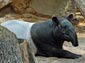 tapir wallpaper