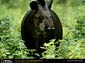 tapir wallpapers