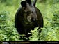 Tapir wallpaper