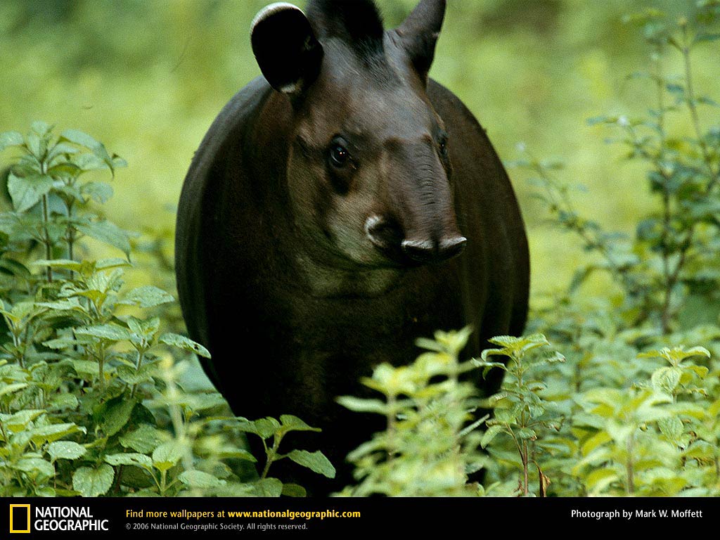 free Tapir desktop wallpaper wallpapers Desktop and Mobile