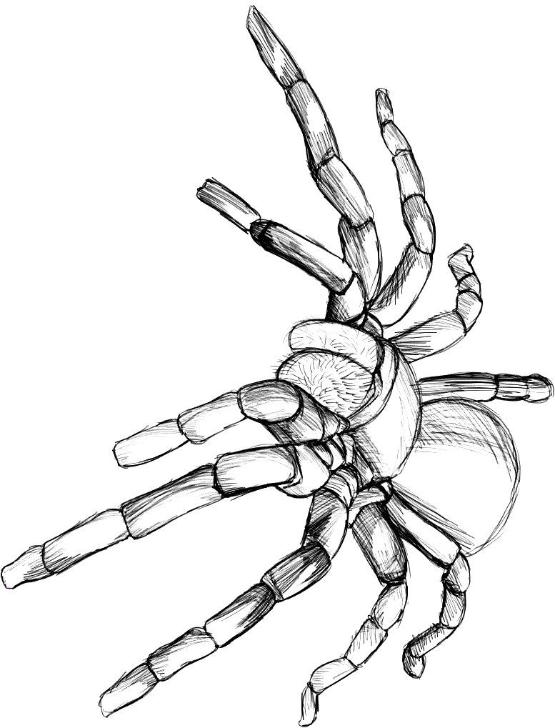 Tarantula Coloring Page Animals Town Animals Color Sheet Tarantula Coloring Page Animals Town Animals Color Sheet