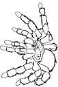 tarantula coloring page