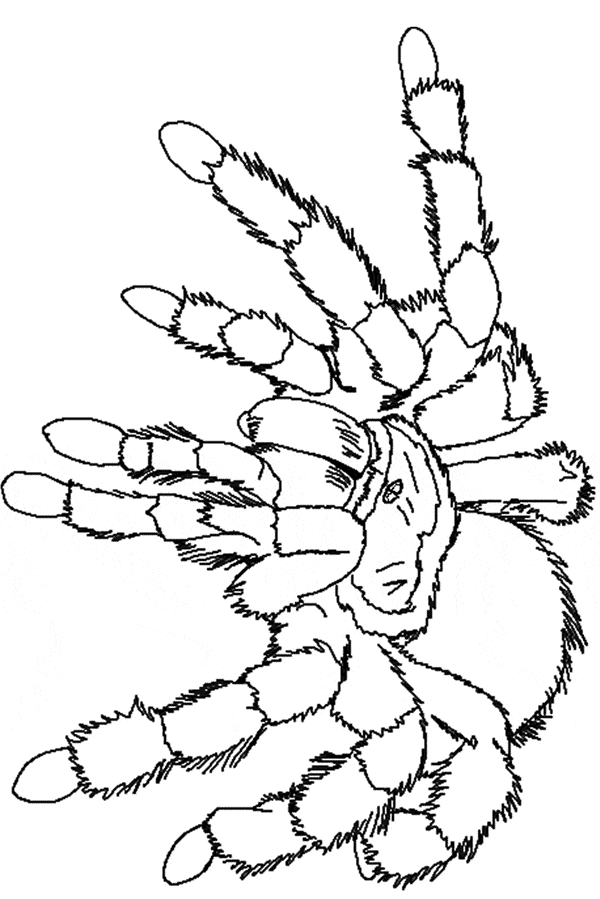 free Tarantula coloring page