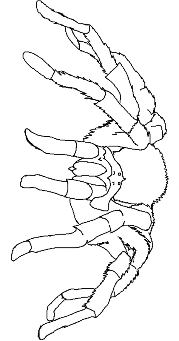 free Tarantula coloring page