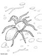 tarantula coloring sheet
