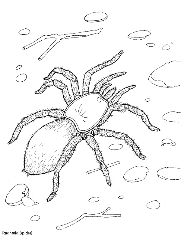 free Tarantula coloring page