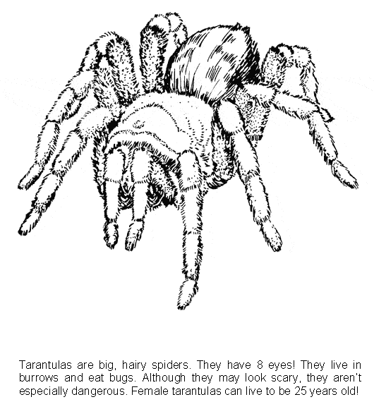 free Tarantula coloring page